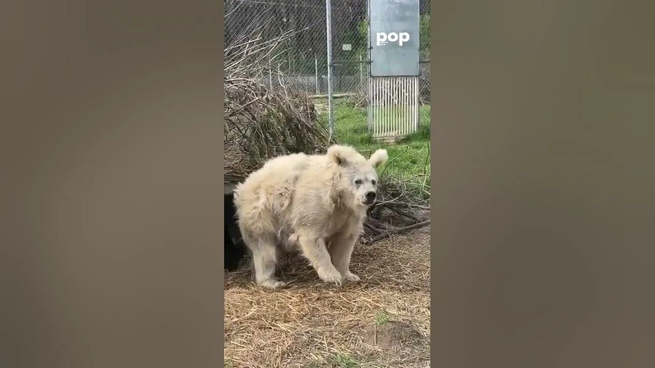 Медведь альбинос фото la vidéo la PLUS MIGNONNE d'internet ..... - YouTube
