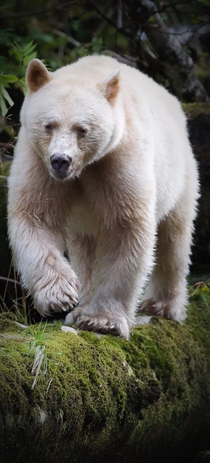 Медведь альбинос фото Another great capture! Spirit Bear! Spirit bear, Bear, Polar bear