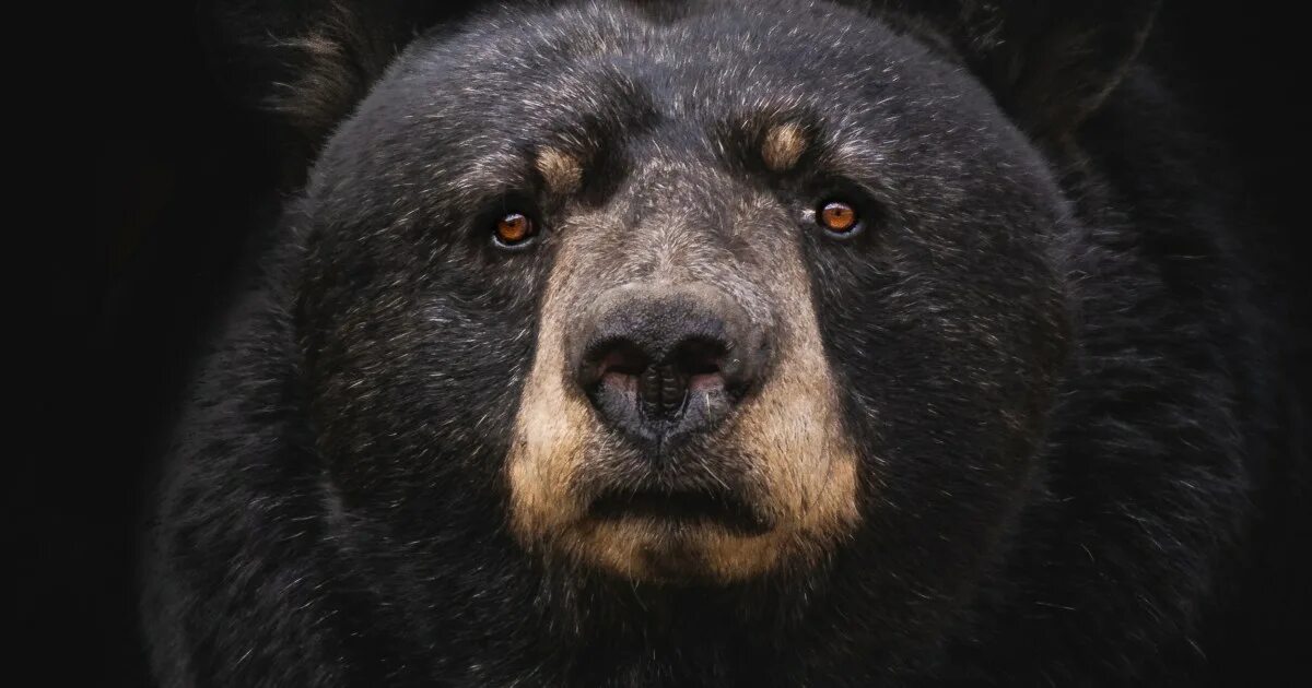 Медведь автор фото Alaska woman using outhouse attacked by bear, from below