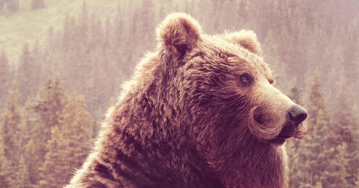 Медведь автор фото Tame The Beast Пикабу