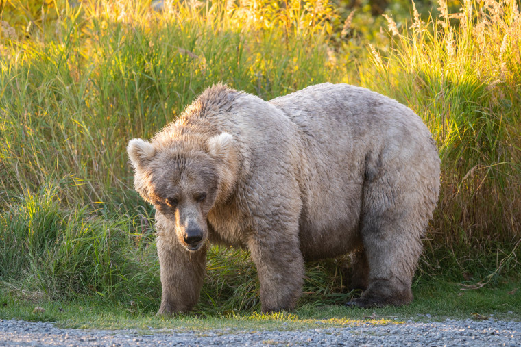 Медведь автор фото What Is Fat Bear Week? Meet the 2023 Winner