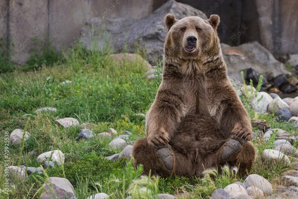 Медведь автор фото grizzly bear фотография Stock Adobe Stock