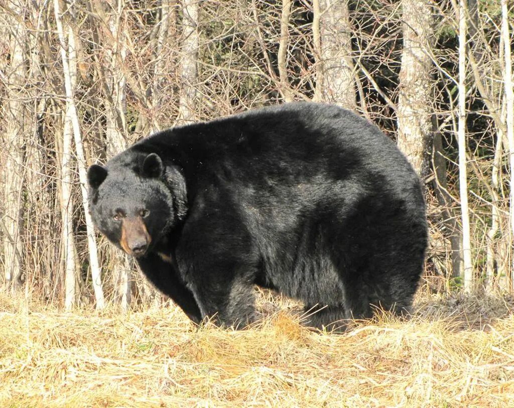 Медведь барибал фото Enormous American black bear looking straight into the camera. - Album on Imgur