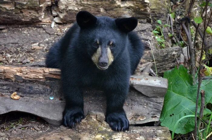 Медведь барибал фото Pin on Minnesota