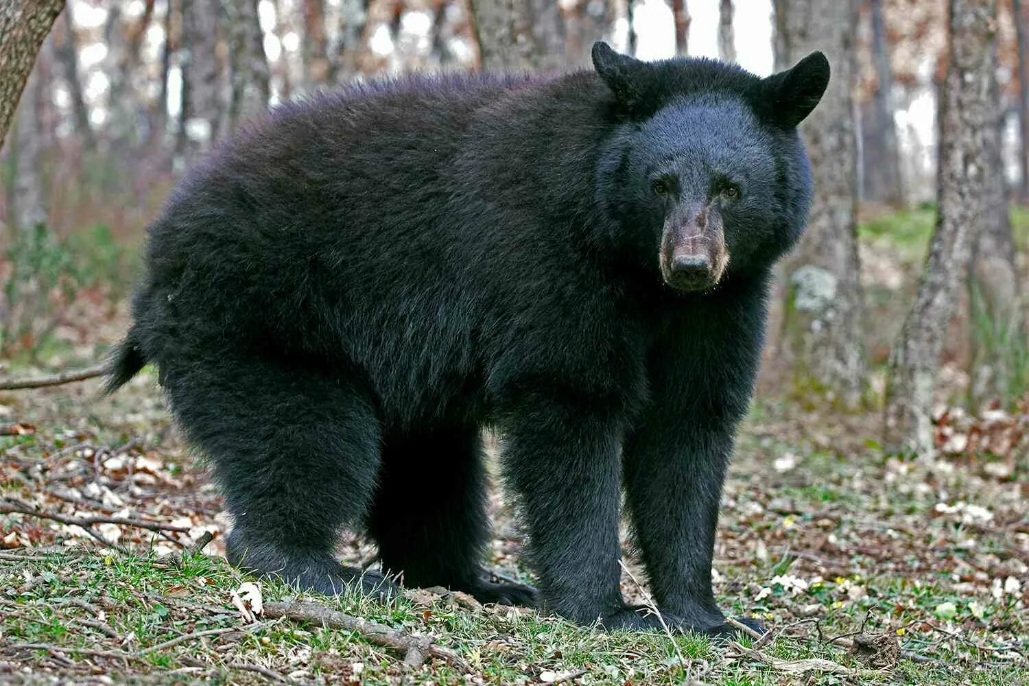 Медведь барибал фото 500 Pound Bear Breaks Into Nearly 40 California Homes