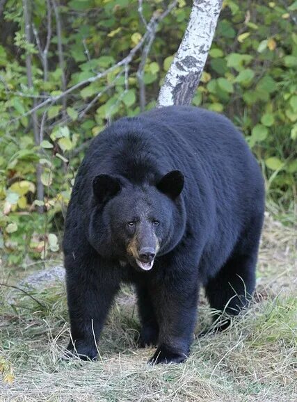 Медведь барибал фото как выглядит Файл:01 Schwarzbär.jpg - Википедия