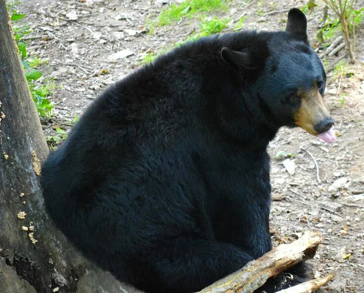 Медведь барибал фото как выглядит Gratis bild på Pixabay - Amerikansk Svartbjörn, Björn Bear pictures, Black bear,