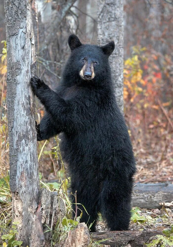 Медведь барибал фото как выглядит Female Black Bear by James Boardman-Woodend on 500px Black bear, Bear pictures, 