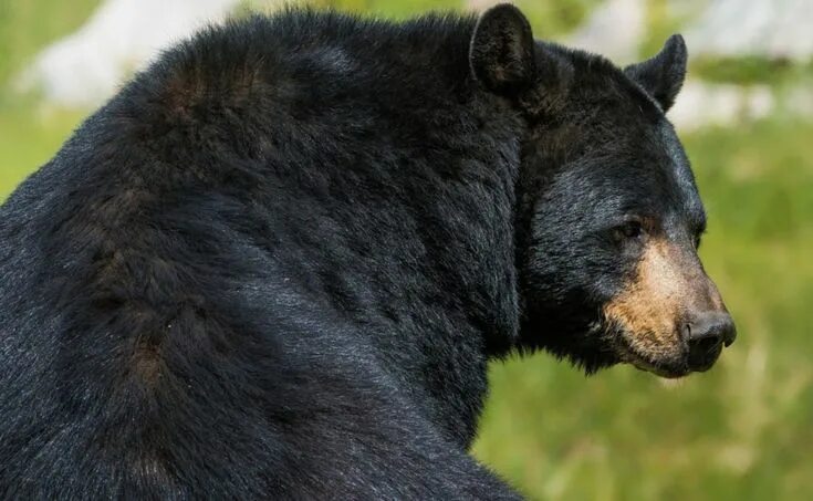 Медведь барибал фото как выглядит Pin en Bears and Other Animals
