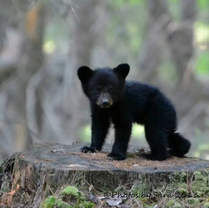 Медведь барибал фото как выглядит baby black bear - Google Search (With images) Baby black bear, Black bear, Bear 