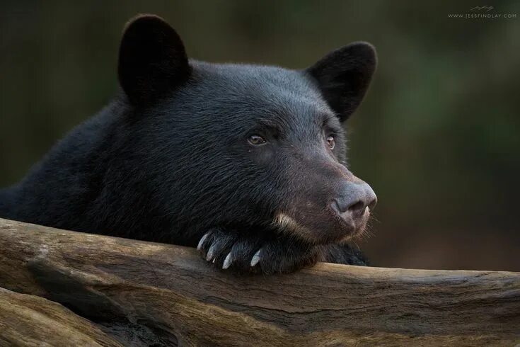 Медведь барибал фото как выглядит Black Bear At Rest Orso bruno, Animali, Predatore
