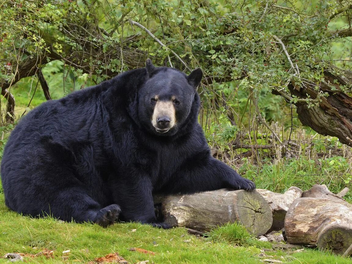 Медведь барибал фото как выглядит Download wallpaper 1152x864 bear, black bear, forest standard 4:3 hd background