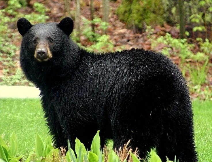 Медведь барибал фото как выглядит Pin by Elizabeth Noonan on Animals Tattoo Sleeve American black bear, Black bear