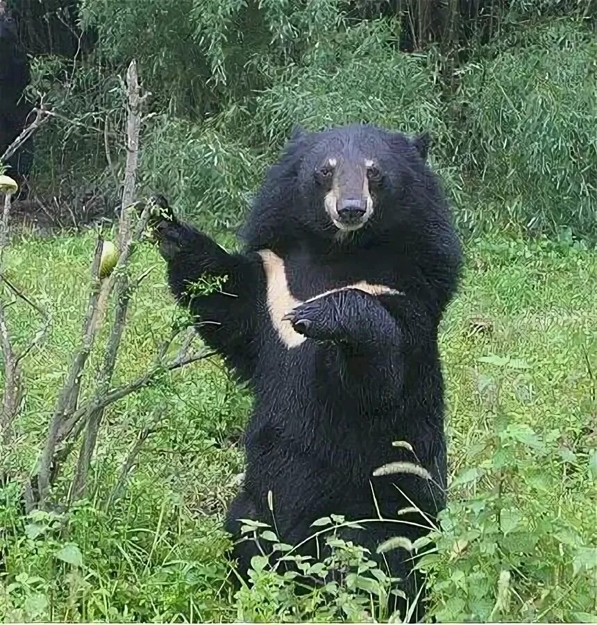 Медведь белогрудка фото Volunteer with Animals Asia in the Moon Bear rehabilitation centre in Chengdu As