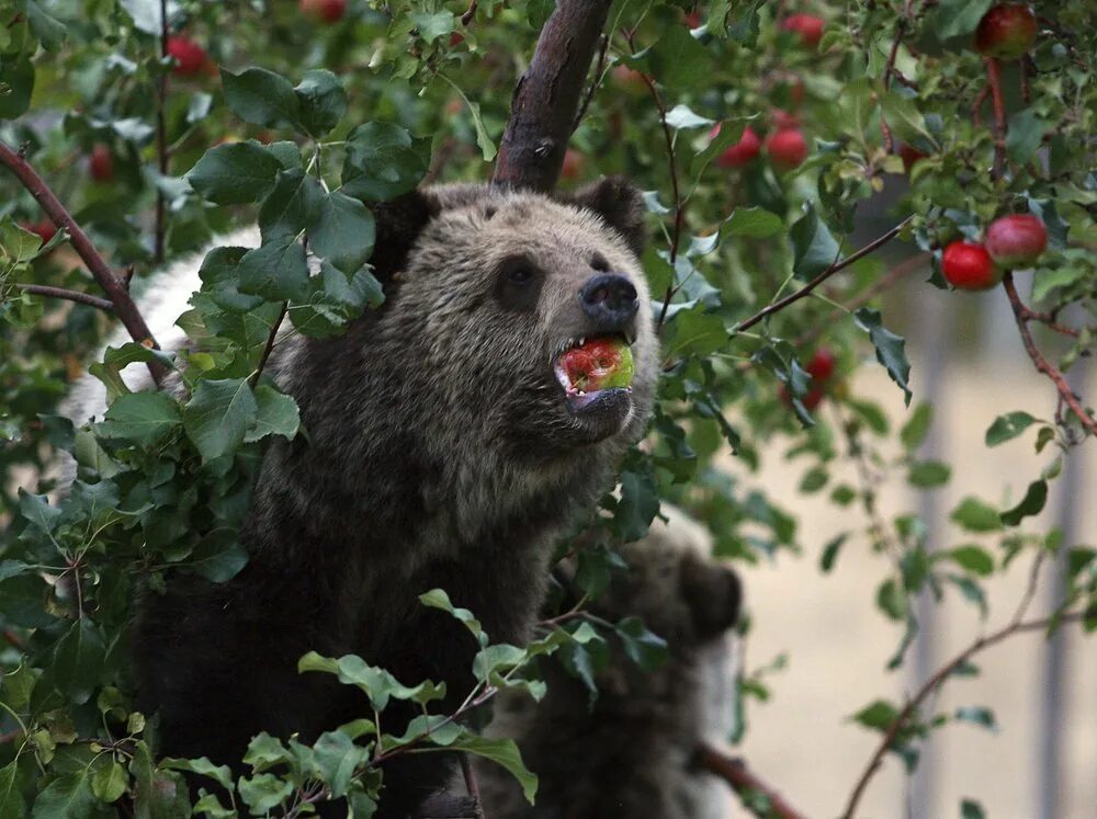 Медведь бесединское ш 15 фото Court: Federal Judge Was Right to Revive Grizzly Protections Omaha Daily Record