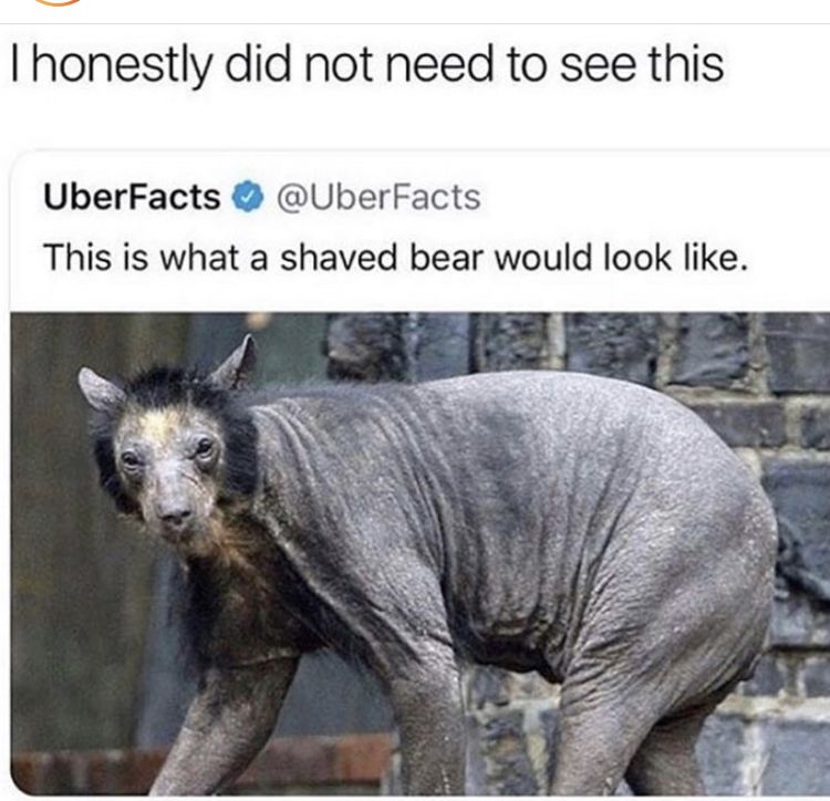Медведь без меха фото Oh yeet Shaved bear, Cute animals, Animals