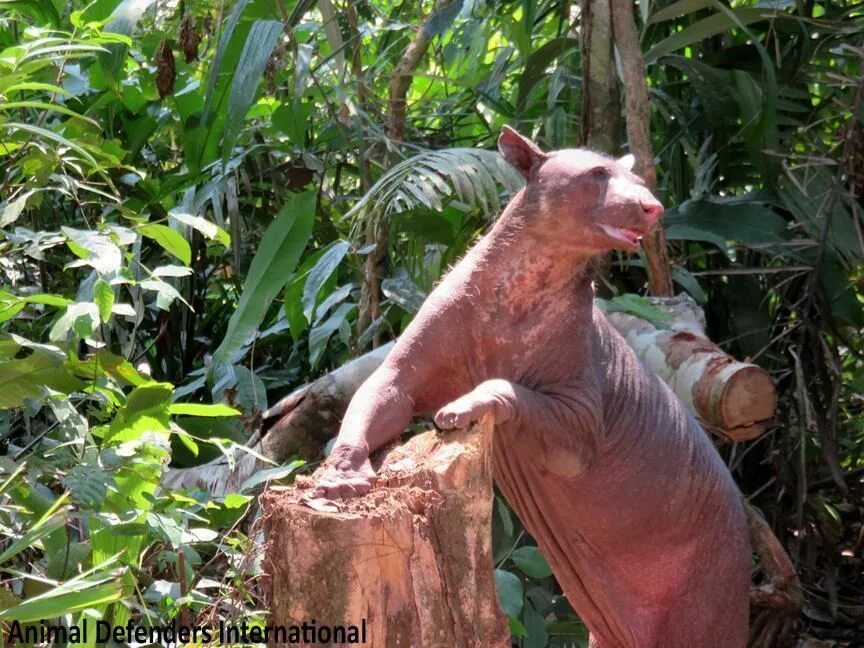 Медведь без меха фото Balding Former Circus Bear Finally Returns To The Wild Animals are beautiful peo