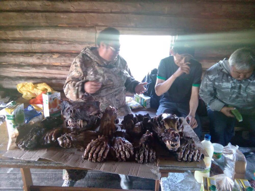 Медведь без шкуры похож на человека фото Подготовка к "чалбаран" - празднику добычи медведя / Охотничьи фото: Разное / Си