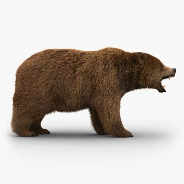 Медведь бурый фото без фона Niedźwiedź (3) (FUR) Model 3D - TurboSquid 1227484