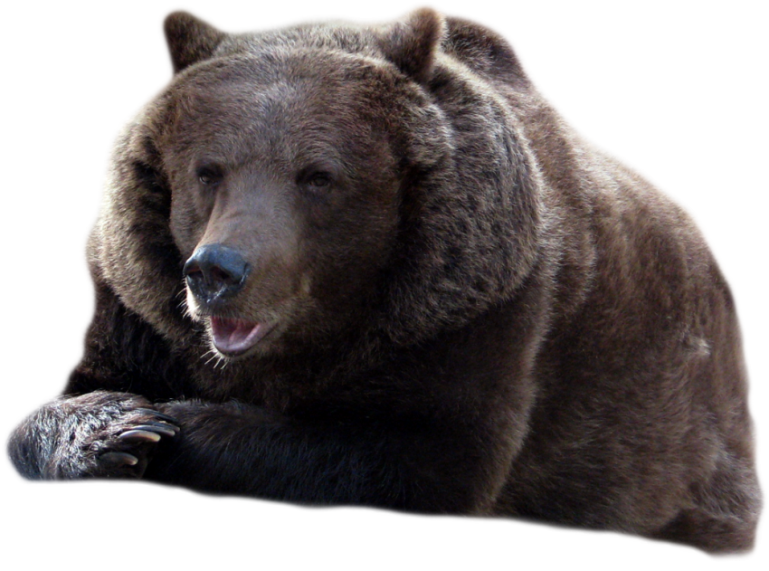 Медведь бурый фото без фона Grizzly Bear Transparent PNG - PNG Mart