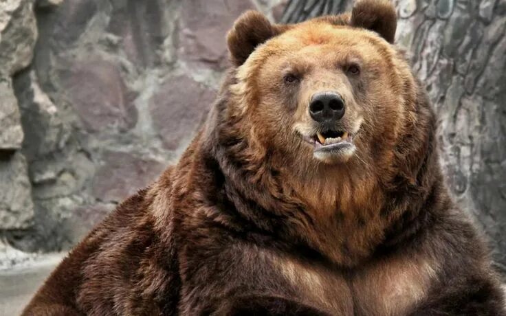 Медведь бурый фото злой Pin on art - Медведи Bear species, Grizzly bear, Bear