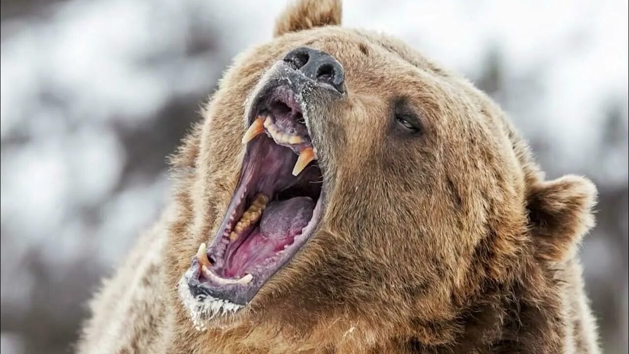 Медведь бурый фото злой You Won't Believe What This Man Did To Stop A Brown Bear From Killing Him - YouT