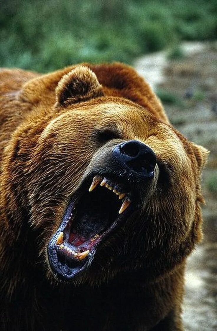 Медведь бурый фото злой Оскал медведя - 59 фото Grizzly bear, Bear tattoos, Bear