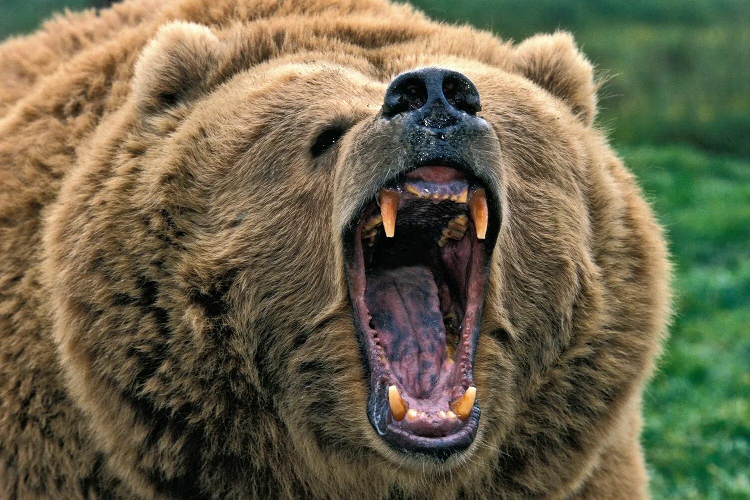Медведь бурый фото злой I could beat that bear one handed