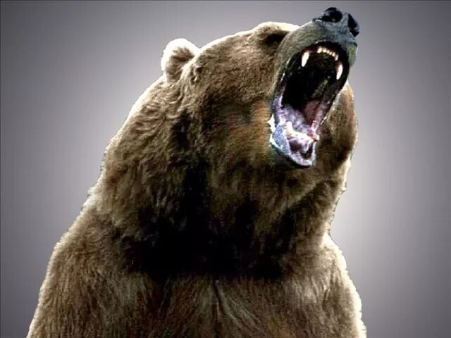 Медведь бурый фото злой Grizzly Bear Breaks Zoo Barrier Grizzly bear tattoos, Grizzly bear, Bear