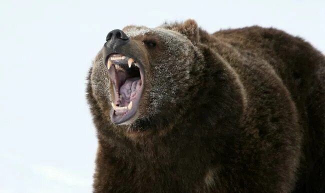 Медведь бурый фото злой LNG Ltd Bringing Bear Head To The Boil Hart Energy