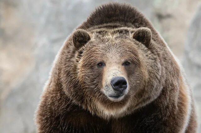 Медведь бурый голова фото Search: zoo Flickr