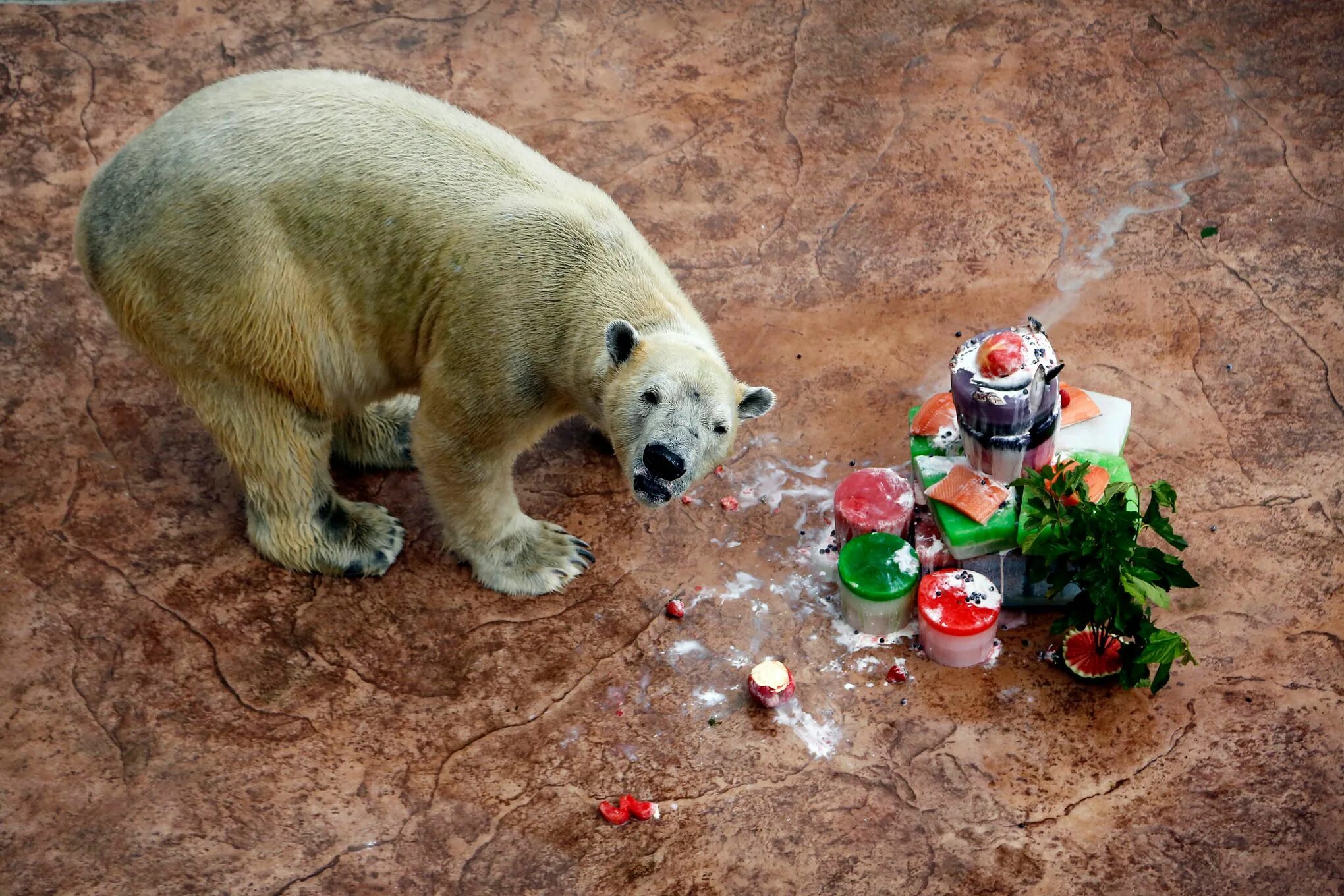 Медведь ест фото Singapore euthanizes 27-year-old polar bear born in tropics The Seattle Times