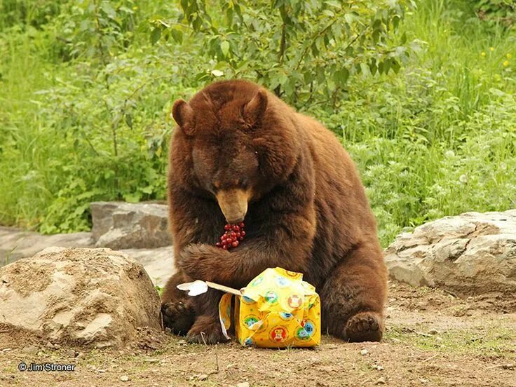 Медведь ест мед фото A Great Day! Fun For All! - UPDATE June 22, 2013 Bear, Funny animal jokes, Bear 