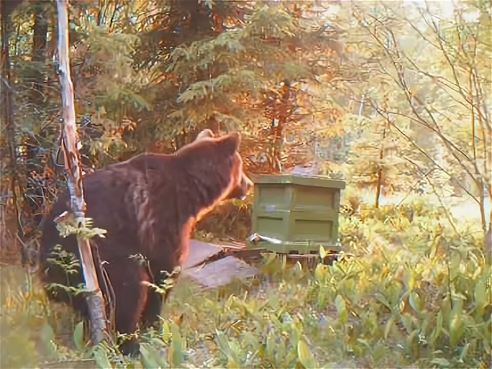 Медведь ест мед фото Bears vs bees - YouTube
