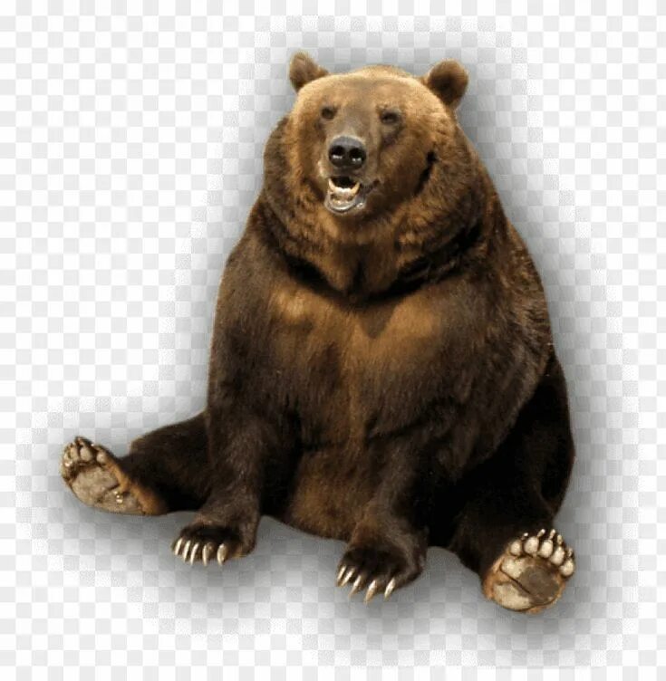 Медведь фото без фона Bear Png Images Background - Image ID 348 TopPNG Teddy bear images, Bear stuffed