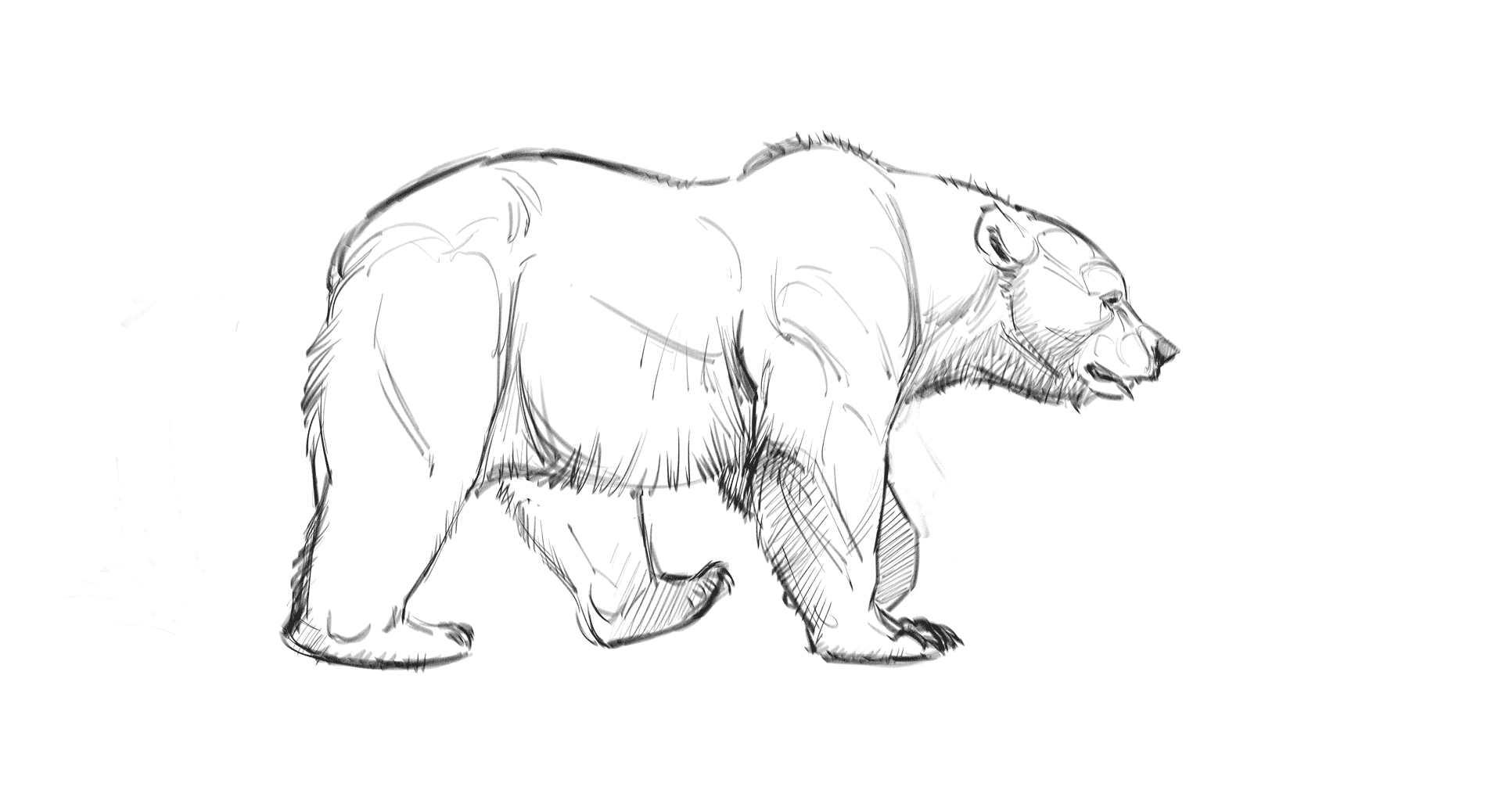 Медведь фото для срисовки Bear walk cycle locomotion example from "How to Draw Bears" course. Pencil drawi