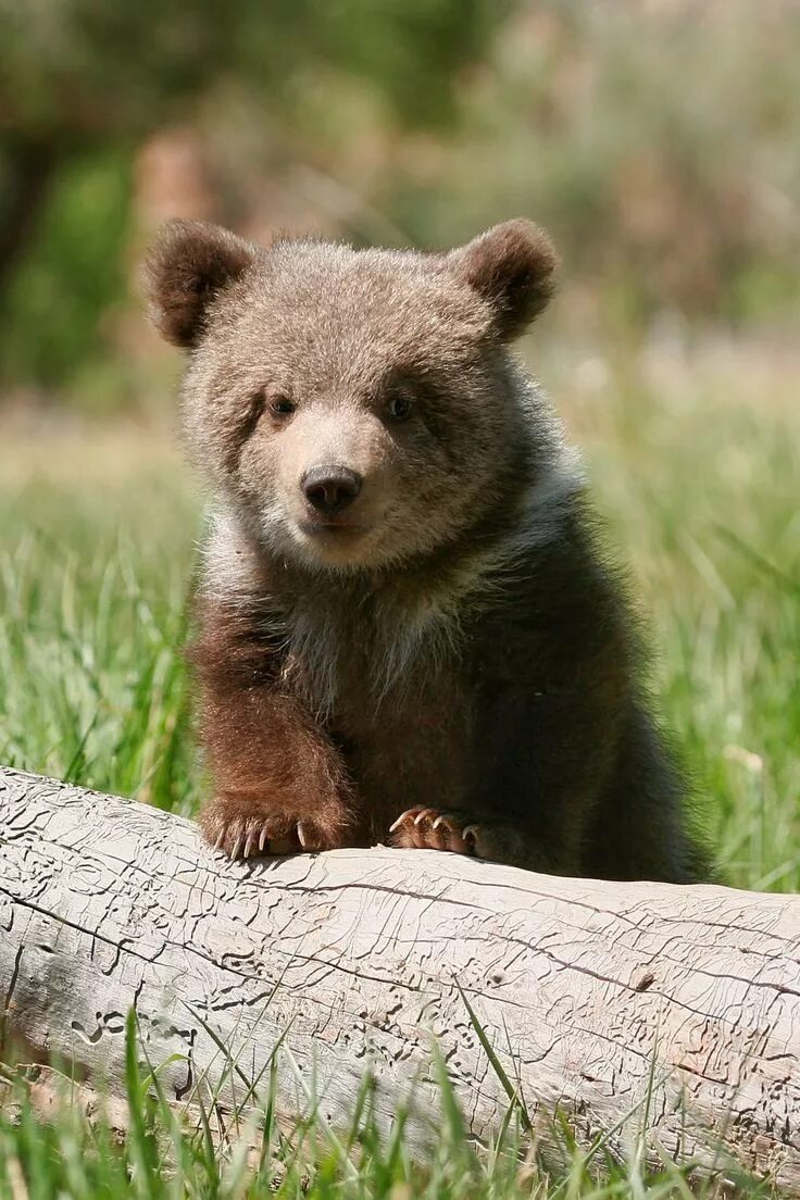 Медведь фото и описание отзывы Brown bear cub Animal photography wildlife, Animals wild, Baby animals