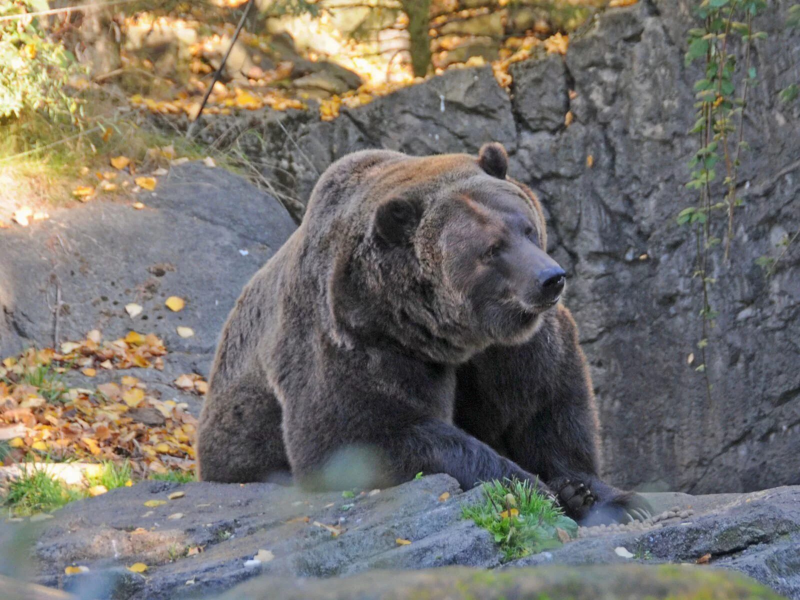 Медведь фото инта The Online Zoo - Brown Bear