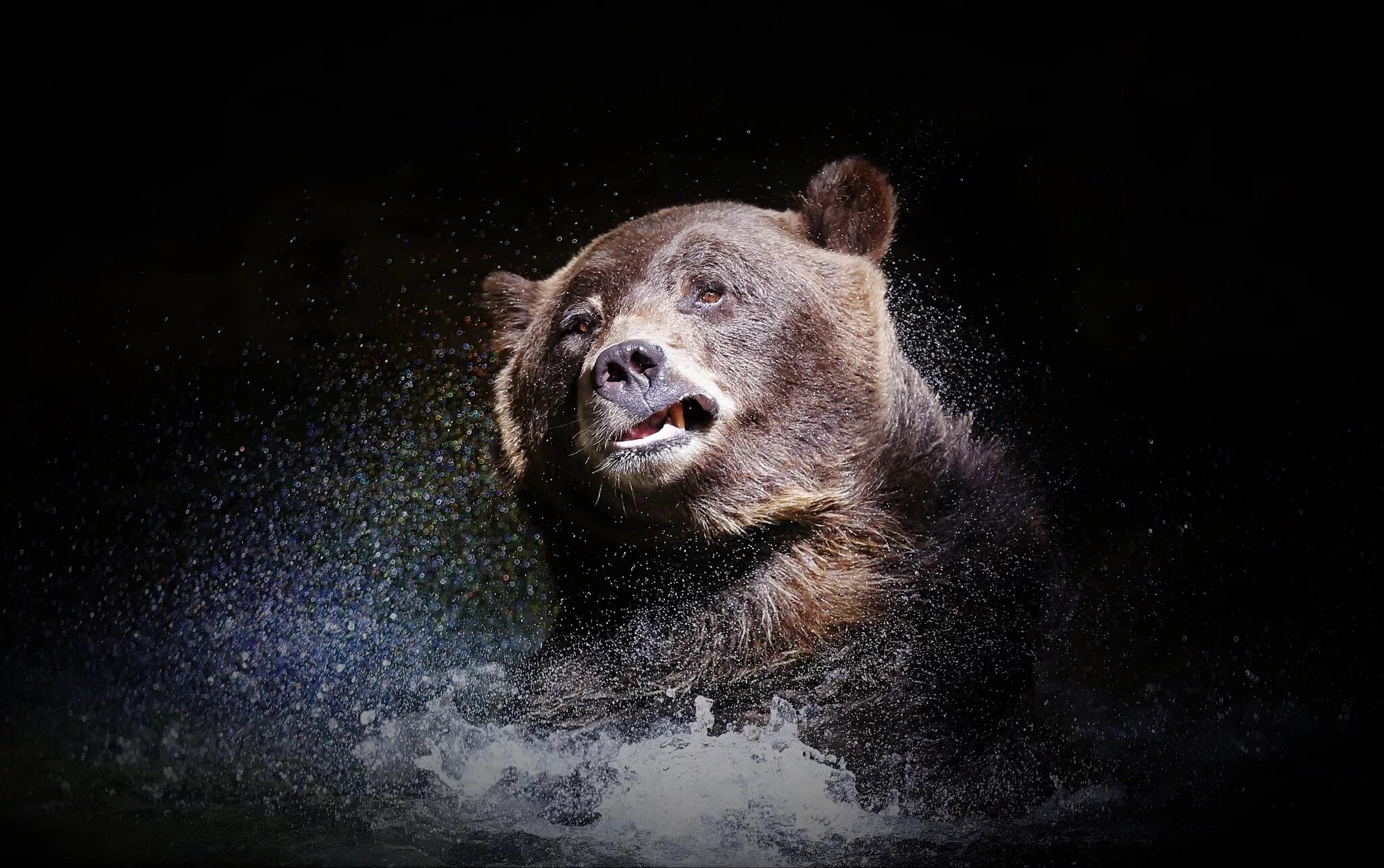 Медведь фото на обои Large brown bear brushes water on a black background Desktop wallpapers 600x1024