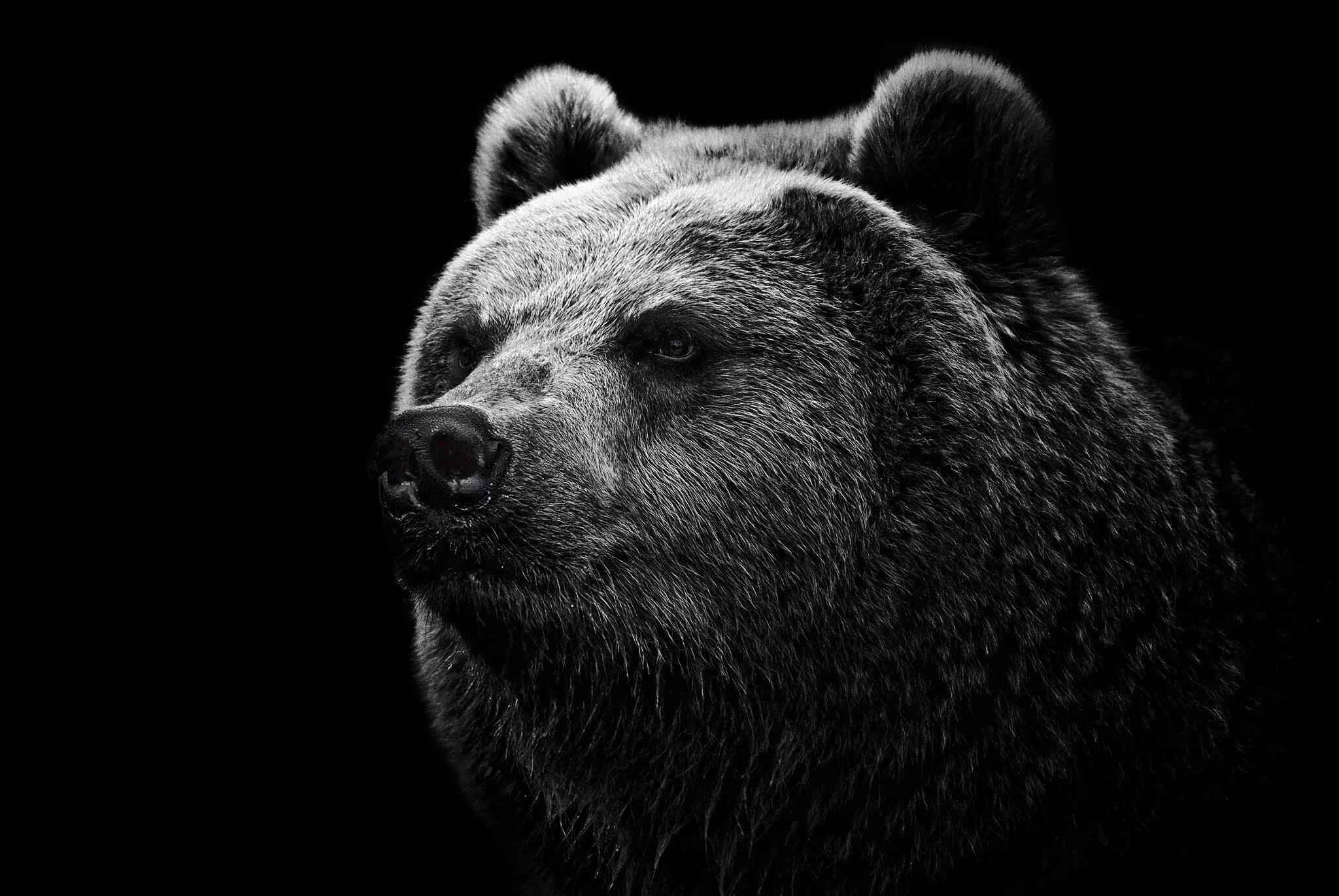 Медведь фото на обои обои : монохромный, глаза, нос, Бакенбарды, Медведь гризли, бурый медведь, Фауна