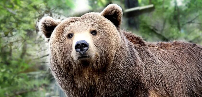 Медведь фото на рабочий This Apple bear is trimming his iPhone 8 estimates Philip Elmer‑DeWitt