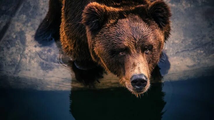 Медведь фото на рабочий стол Bear. by Moaz Mohammad Медведь гризли, Медведь, Медведи гризли