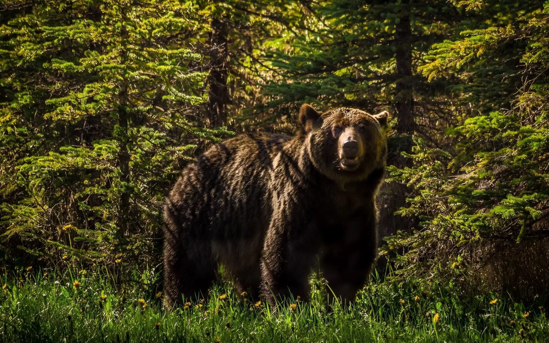 Медведь фото обои на телефон Животные Медведь Обои Bear, Brown bear, Animals