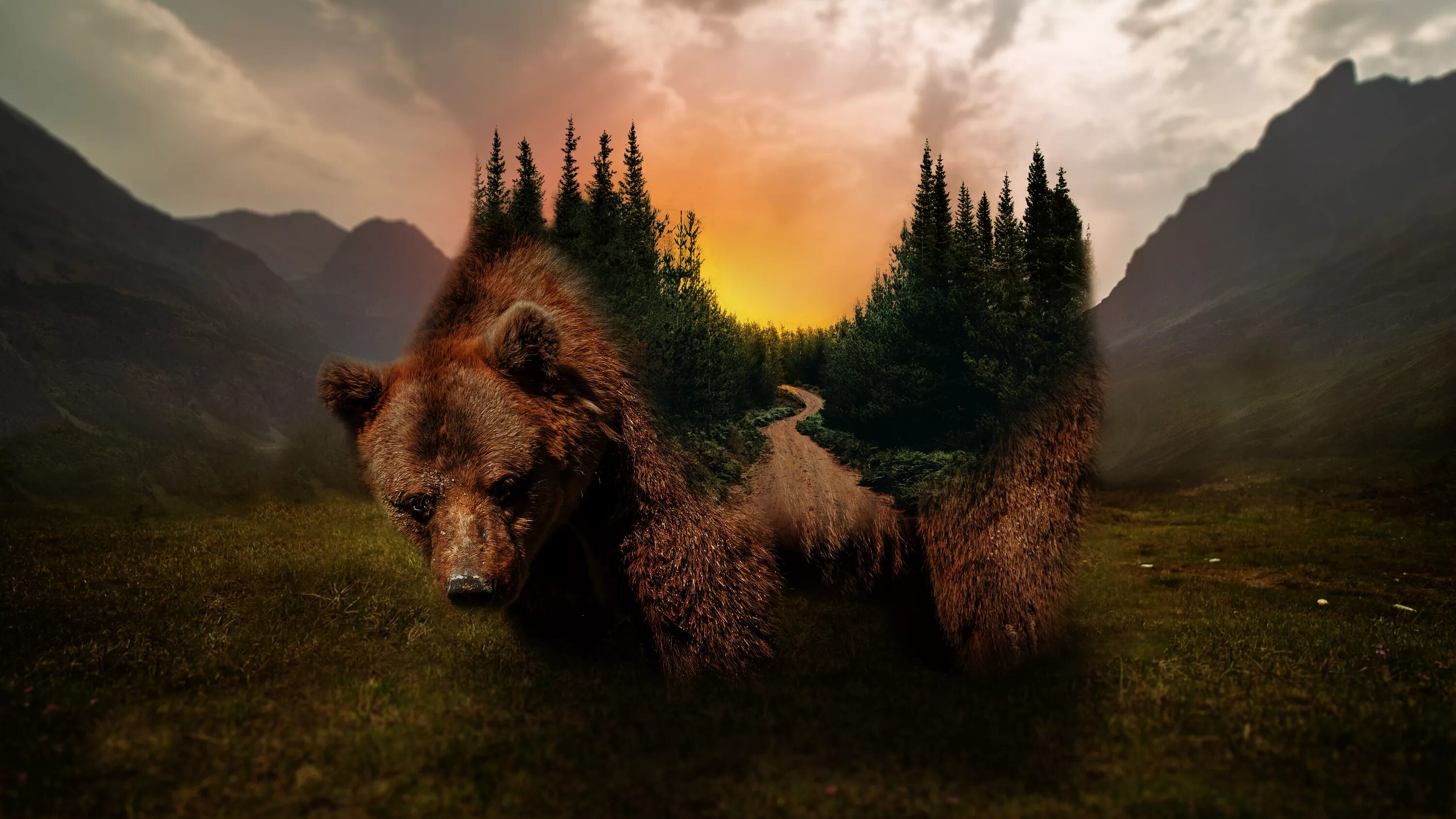 Медведь фото обои на телефон Wallpaper : Grizzly bear, forest, sunset 3840x2160 - vodiac - 1791157 - HD Wallp