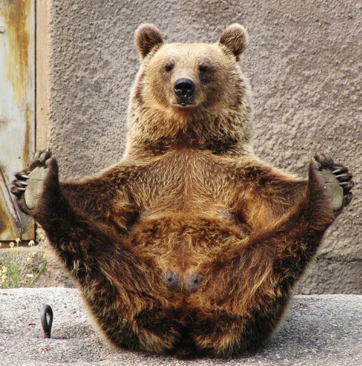 Медведь фото прикольные bear- yoga )) Bear pictures, Brown bear, Animal yoga