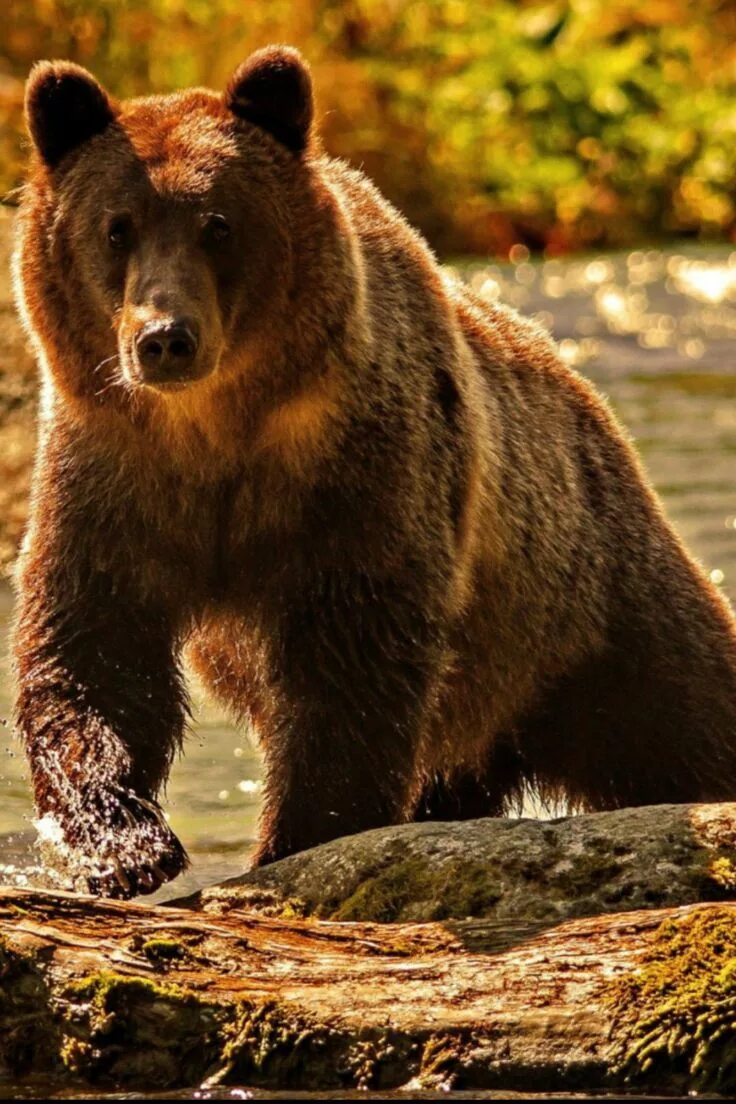 Медведь фото животного в хорошем качестве Pin by annie tissot on animaux sauvages Bear, Bear pictures, Brown bear