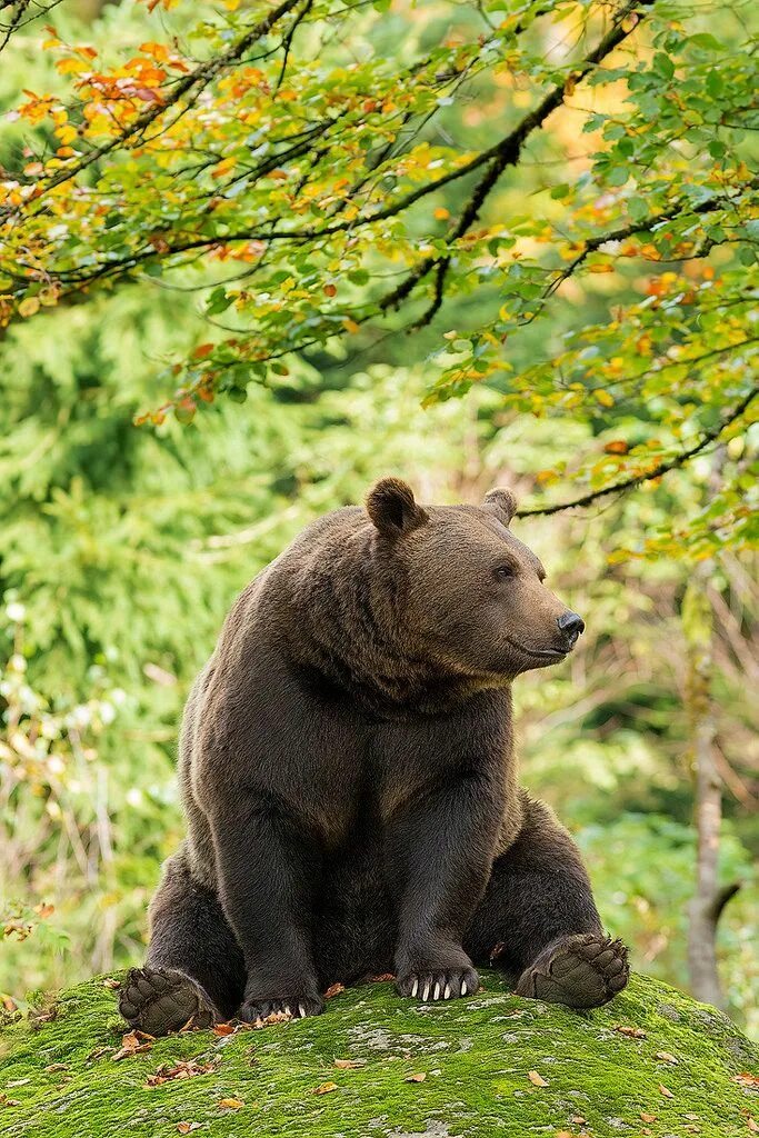 Медведь фото животного в хорошем качестве Pin on bear