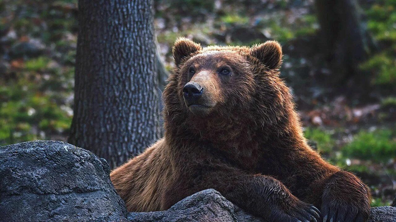 Медведь фото животного в хорошем качестве Фото медведя Бурый медведь, Медведь, Гималайский медведь