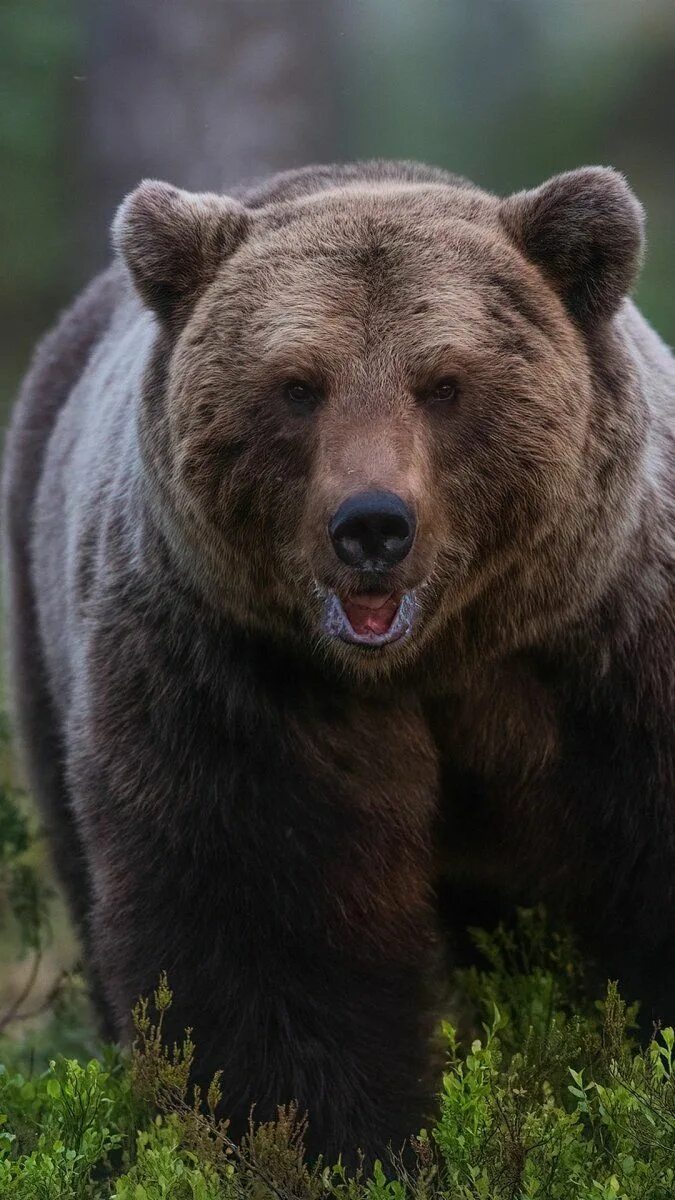 Медведь фото животного в хорошем качестве Медведь спереди Bear pictures, Grizzly bear, Brown bear