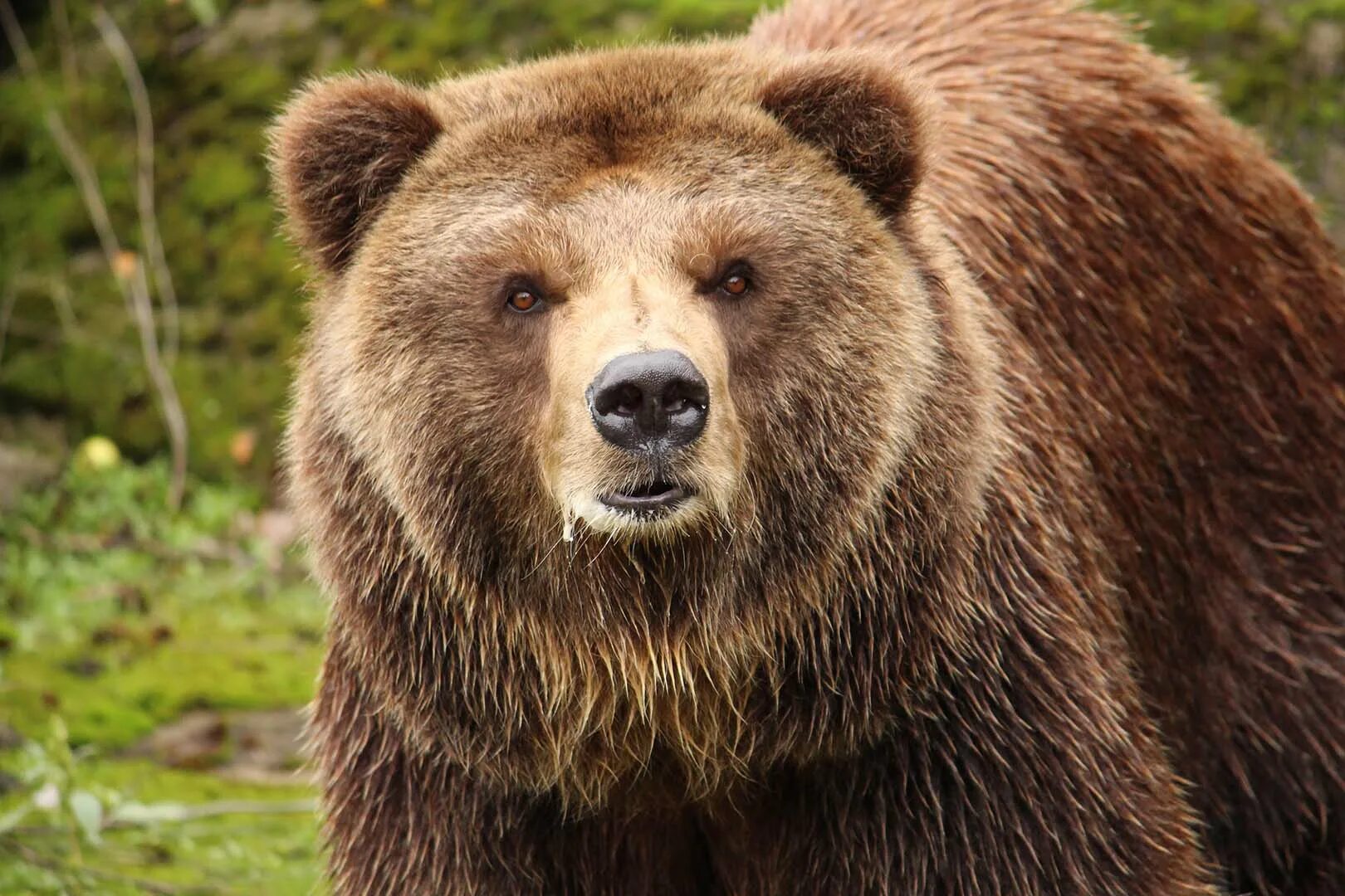 Медведь гризли фото животного Bears gallery - Зоологическа градина - София